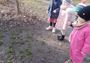 Przedszkolny ogród. Dzieci obserwują krokusy.