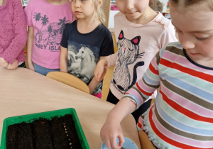 dziewczynka sieje nasiona do pojemnika z ziemią