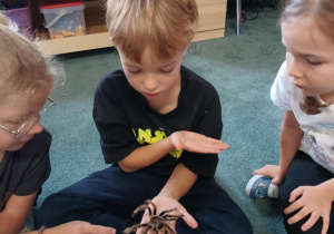 Chłopiec trzyma na ręku wylinkę pająka ptasznika