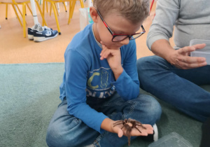 Chłopiec trzyma na ręku wylinkę pająka ptasznika