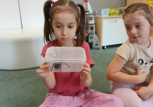 Dziewczynka obserwuje pająka ptasznika siedzącego w plastikowym pudełku