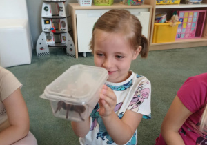 Dziewczynka obserwuje pająka ptasznika siedzącego w plastikowym pudełku