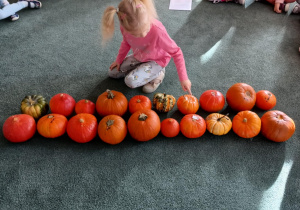 Dziewczynka przelicza ułożone na dywanie dynie