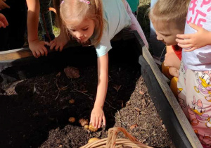 Dzieci obserwują jak dziewczynka zbiera wykopane ziemniaki