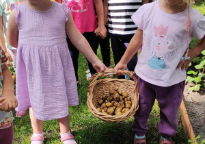 Dziewczynki z koszem pełnym ziemniaków