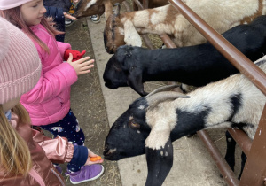 Dzieci karmiące kozy