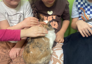 Dzieci głaszczące królika siedzącego na kolanach dziewczynki