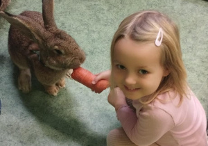 Sala gimnastyczna. Dziewczynka karmi królika marchewką.